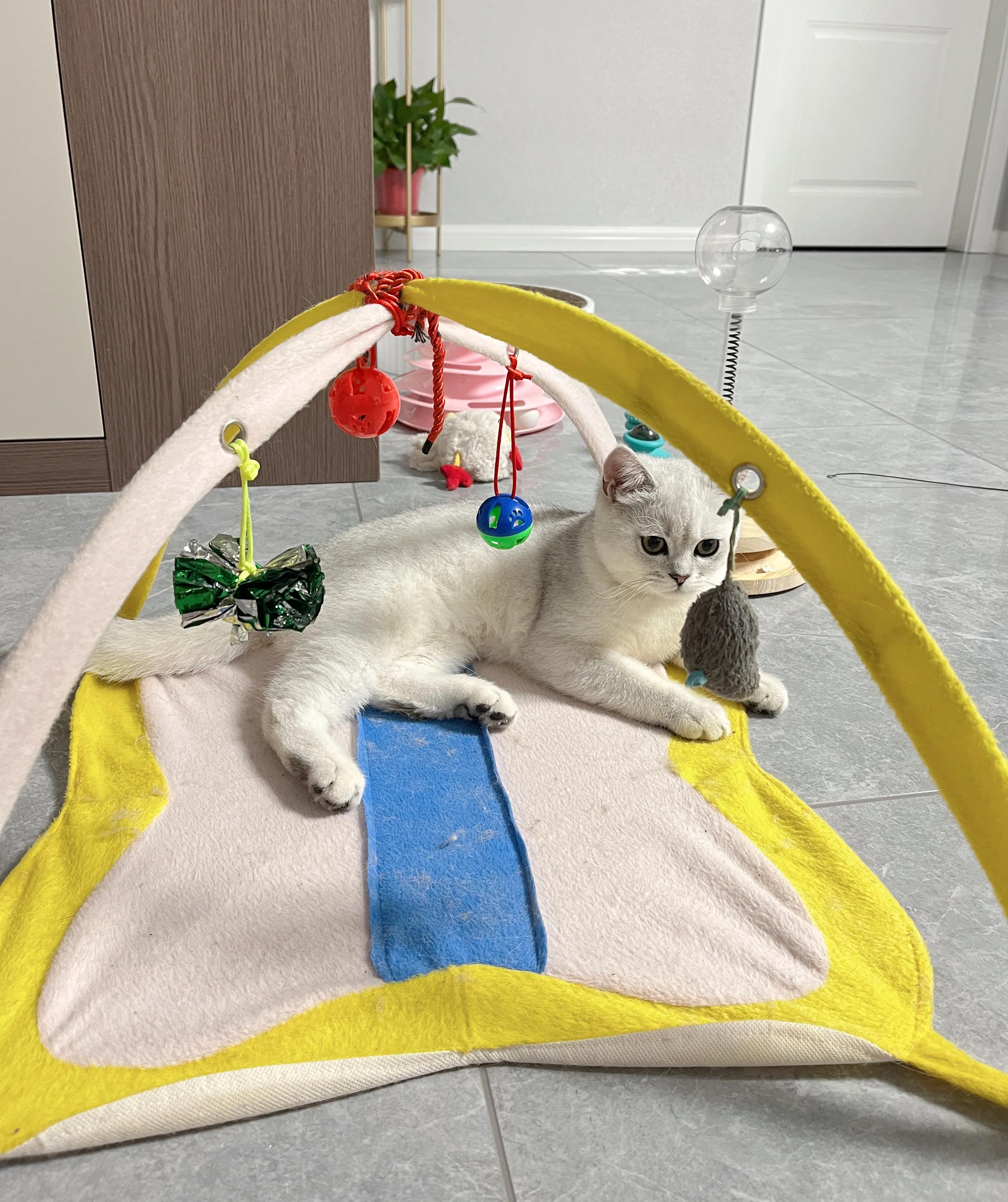 小猫咪不是挺黏人的么,小猫咪那么可爱怎么会没人要呢