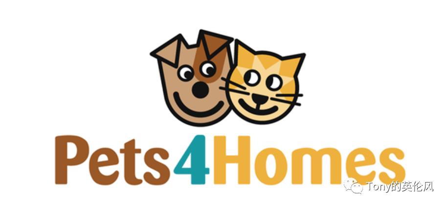 国外养猫攻略,英国短毛猫普通家庭怎么养猫