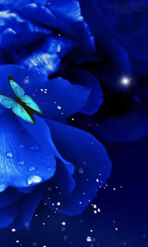 蓝色妖姬花束壁纸,花朵壁纸蓝色