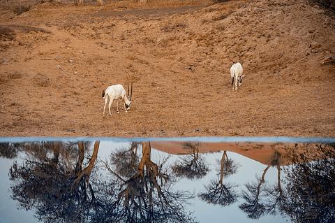 阿联酋丽思卡尔顿,阿联酋野奢帐篷