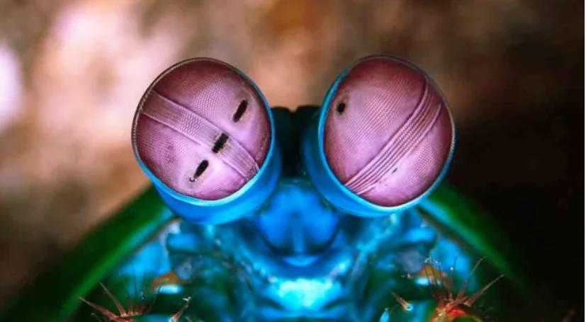 螳螂虾能用多少秒捕食猎物,螳螂虾捕食猎物过程