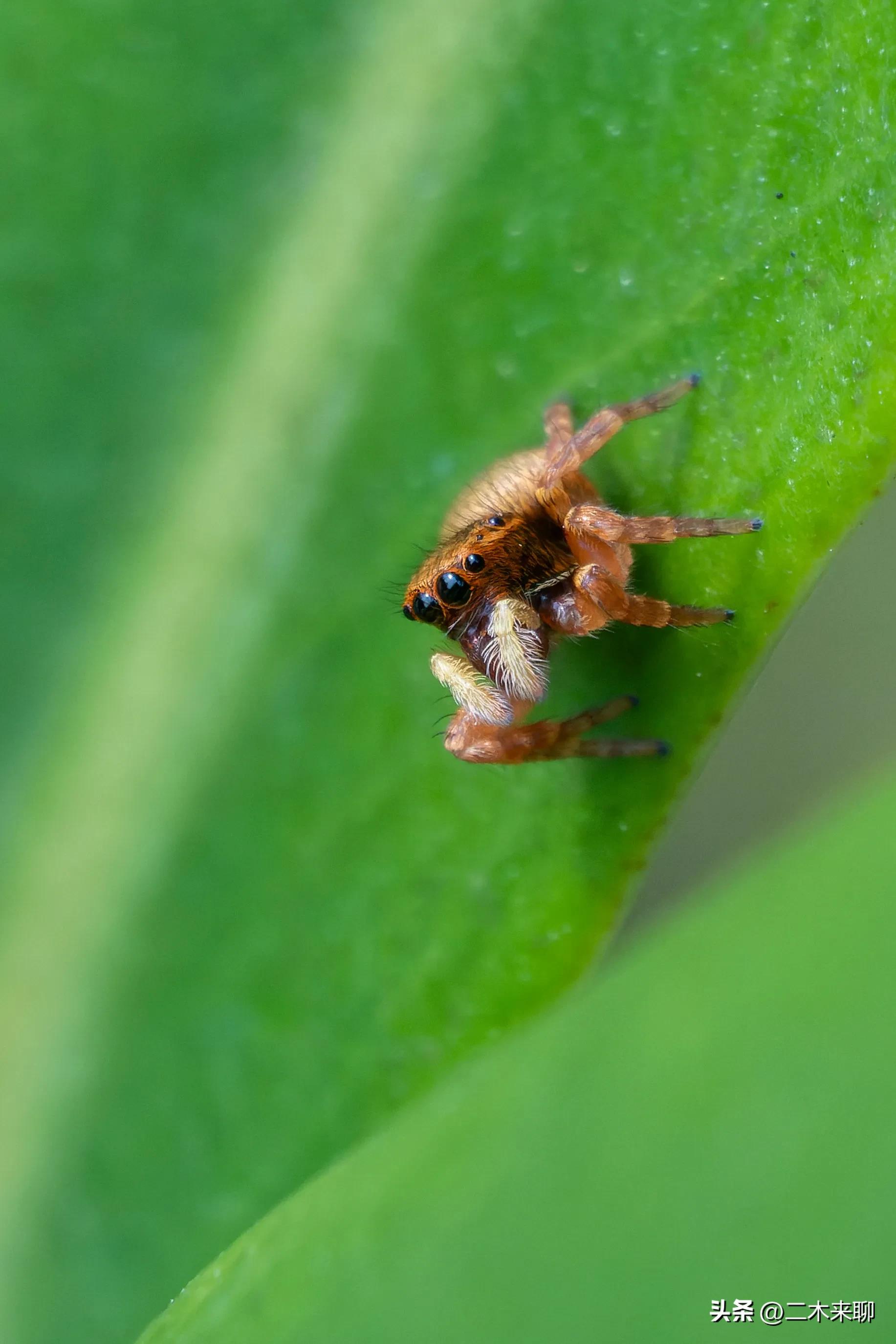 尼康1.1微距镜头评测,尼康105mm微距镜头评测视频