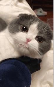 养了就想扔掉的五种猫请谨慎饲养,千万别养这种猫会毁掉你的生活