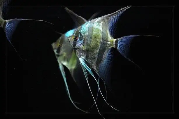 养鱼有哪些必须学会的技能和方法,养鱼的正确方法和感受