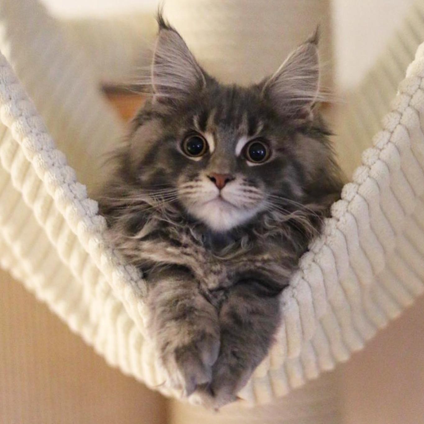 猫咪买什么品种的最好,宠物猫怎么挑选好的猫粮呢