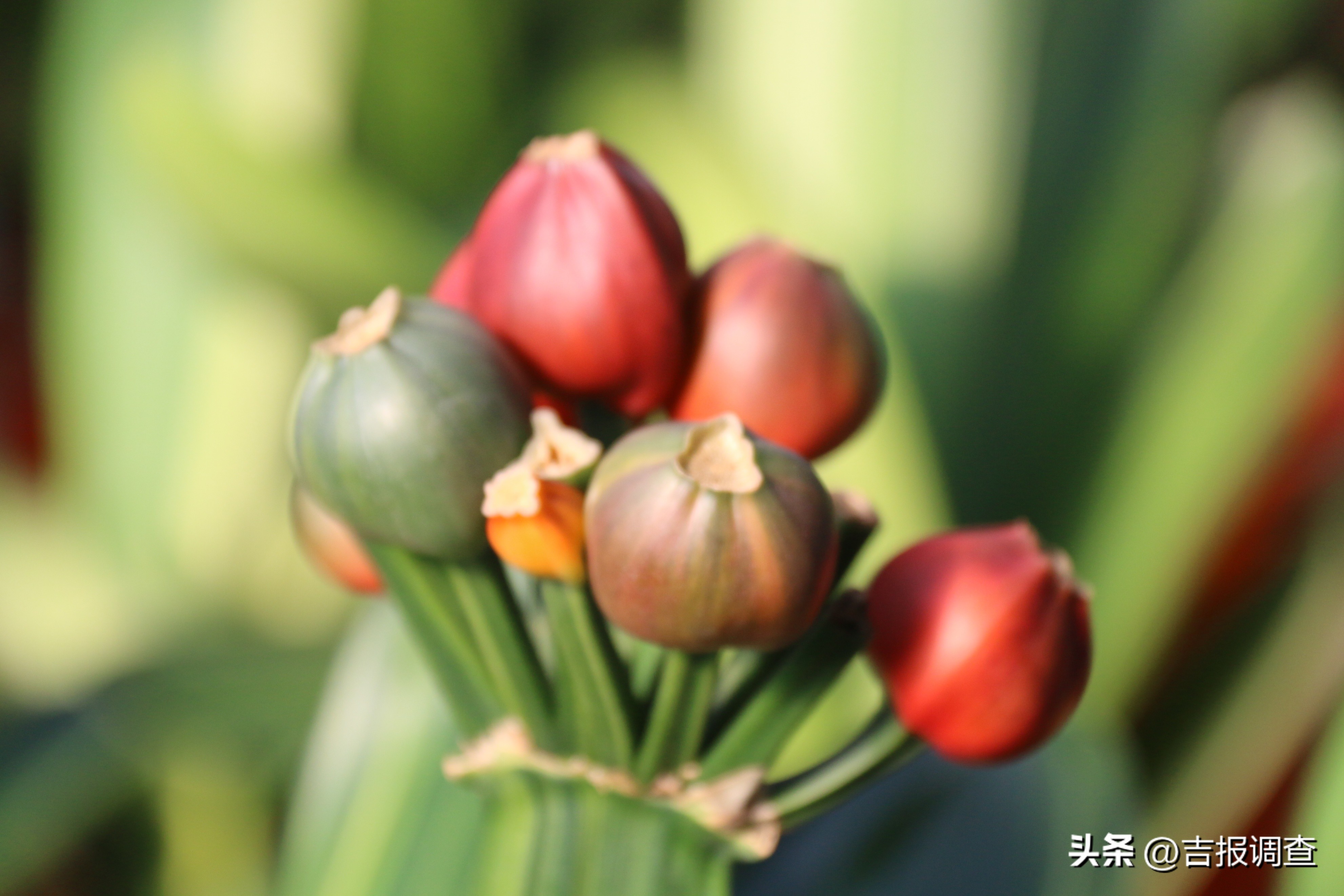 辉南县庆阳镇乡村振兴增添君子兰繁育新产业!君子兰通过电商渠道远销到国内多地