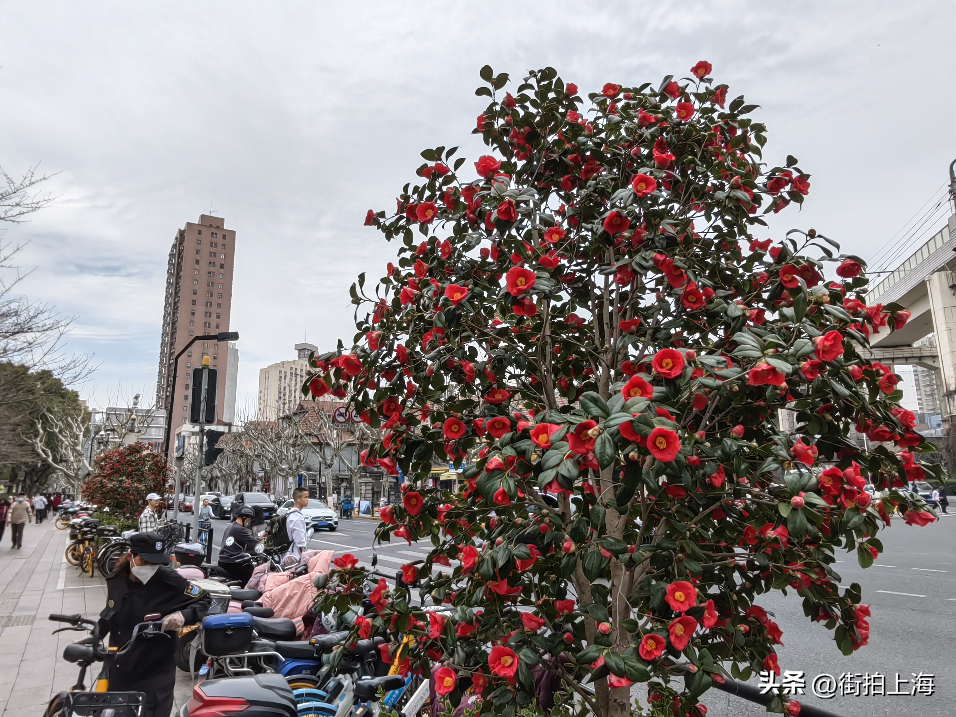 茶花绽放喜迎春,茶花争芳斗艳喜迎春
