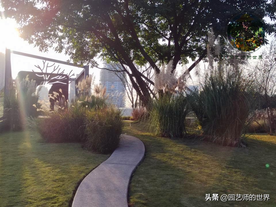 疏林草地的作用,疏林草地效果图