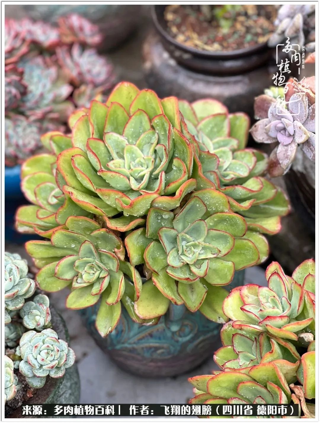 多肉的正确养殖方法冬天怎么养活,多肉怎么养活而且长得快且好看