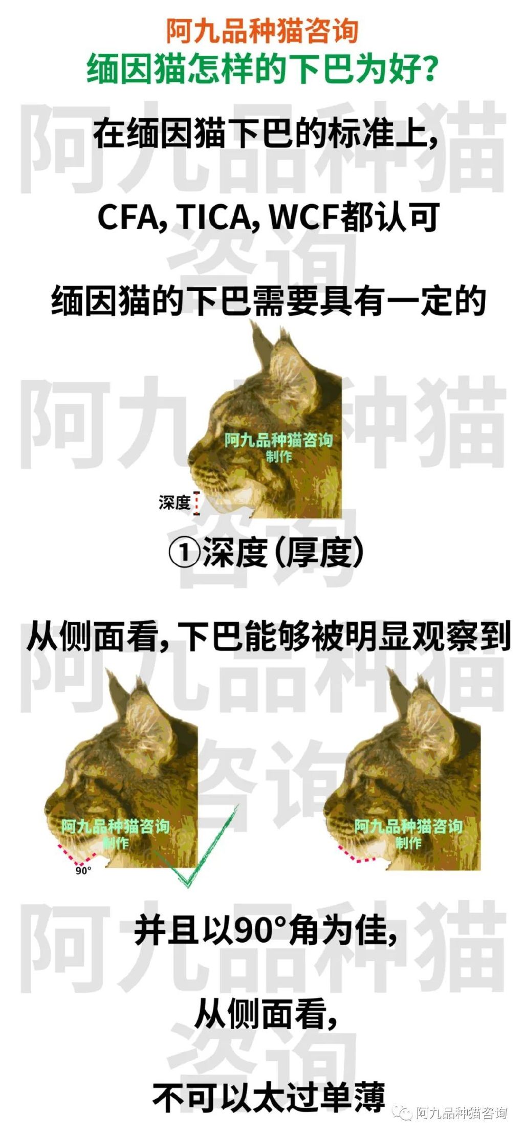 缅因猫品相极好的多少钱,品相一般的缅因猫什么价格