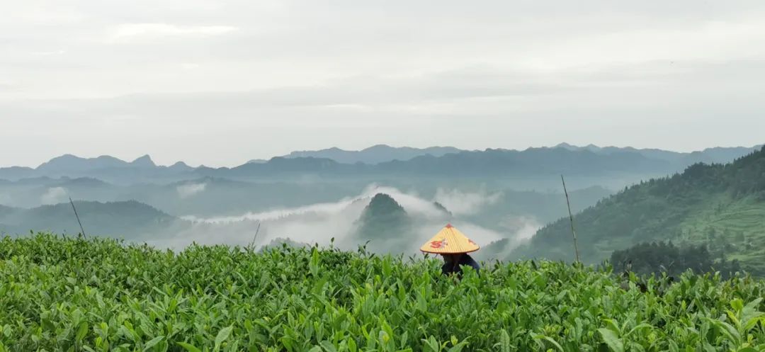 保靖黄金茶营养价值,保靖黄金1号茶跟2号茶的区别