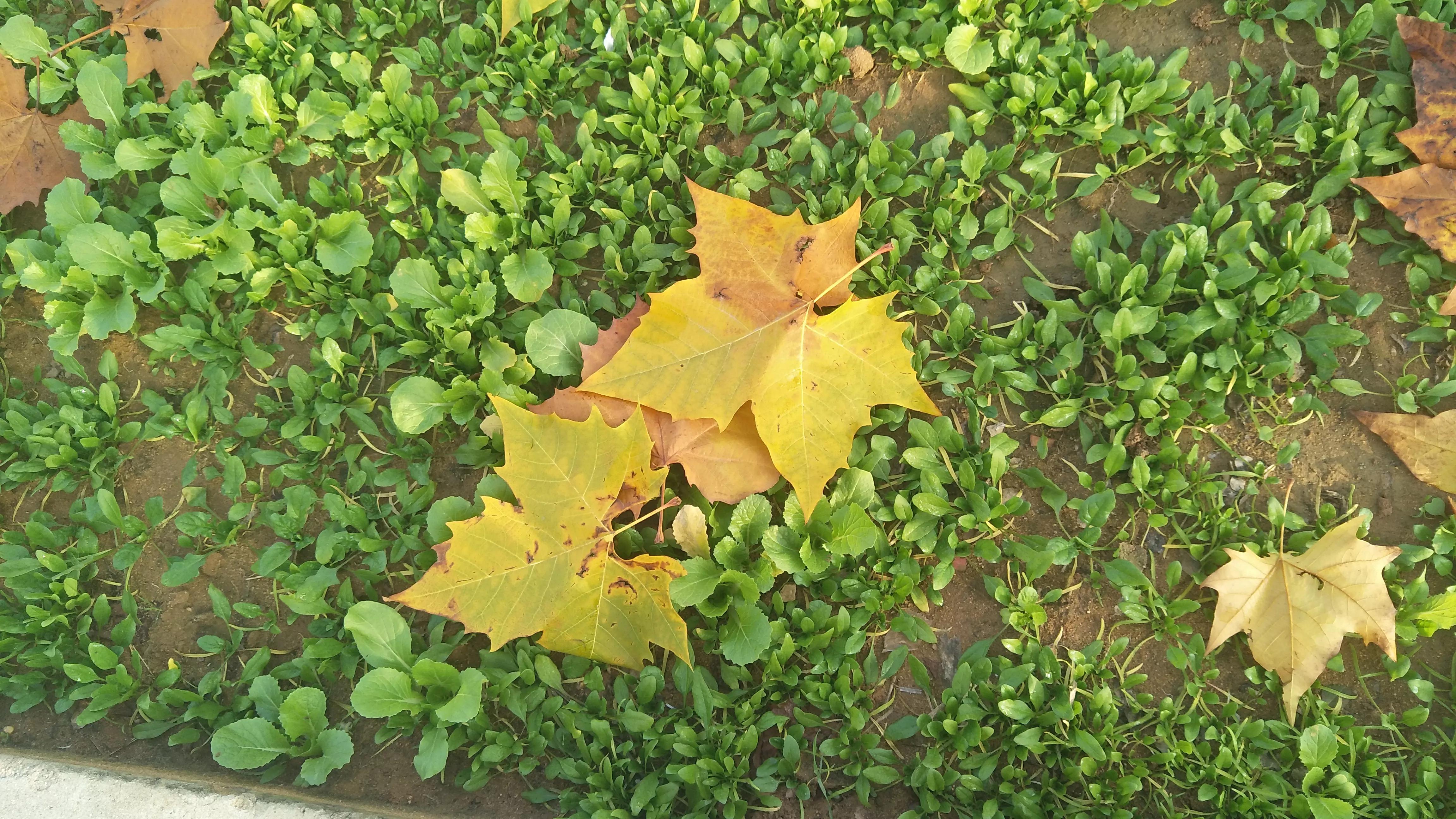 中国诗词全集,中华诗词第12期目录