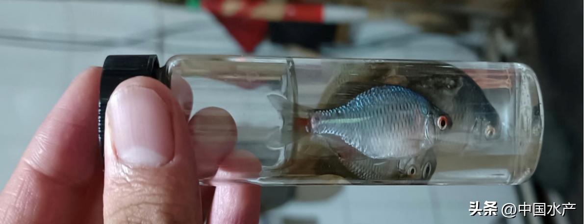 水生外来物种入侵防控工作方案,水生动物防疫