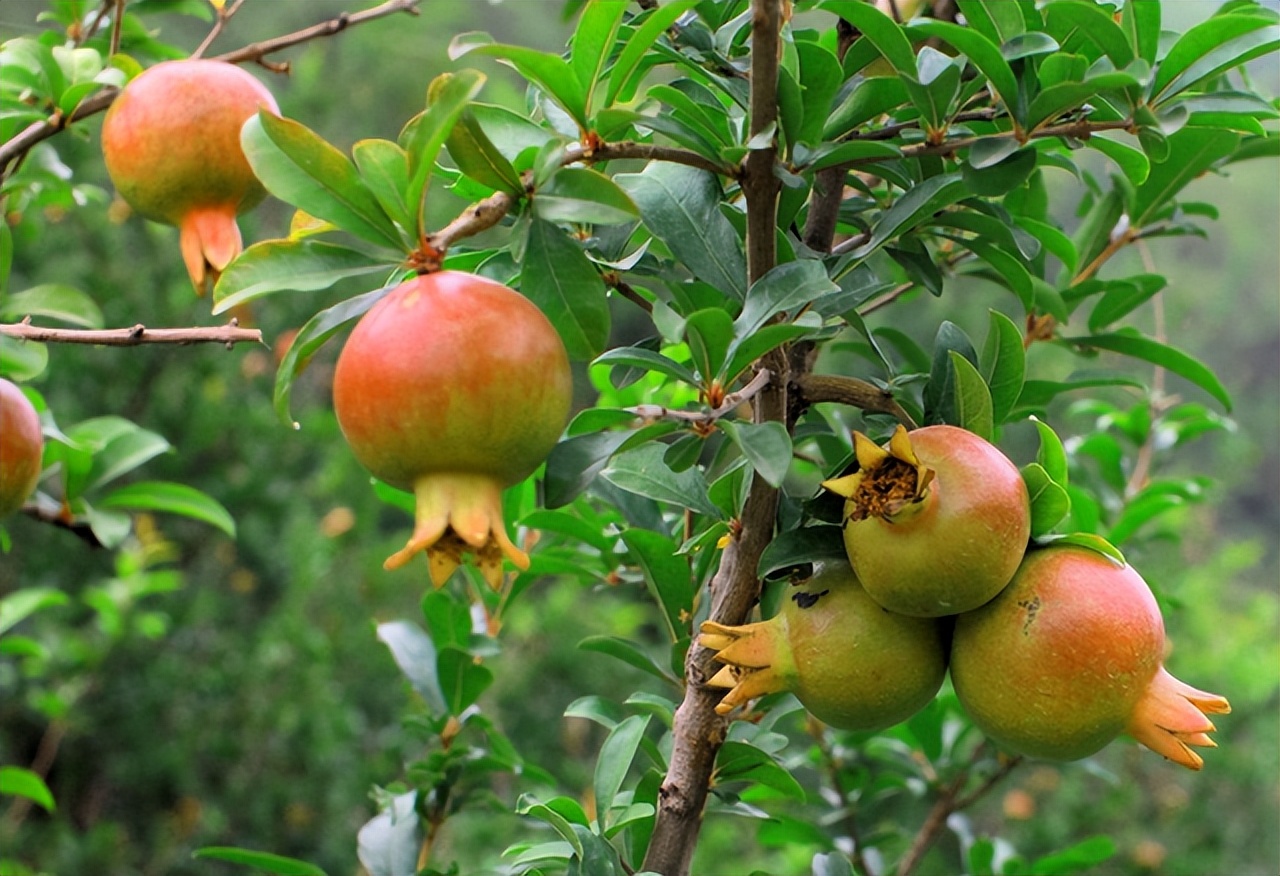 石榴突尼斯软籽石榴特点,石榴突尼斯