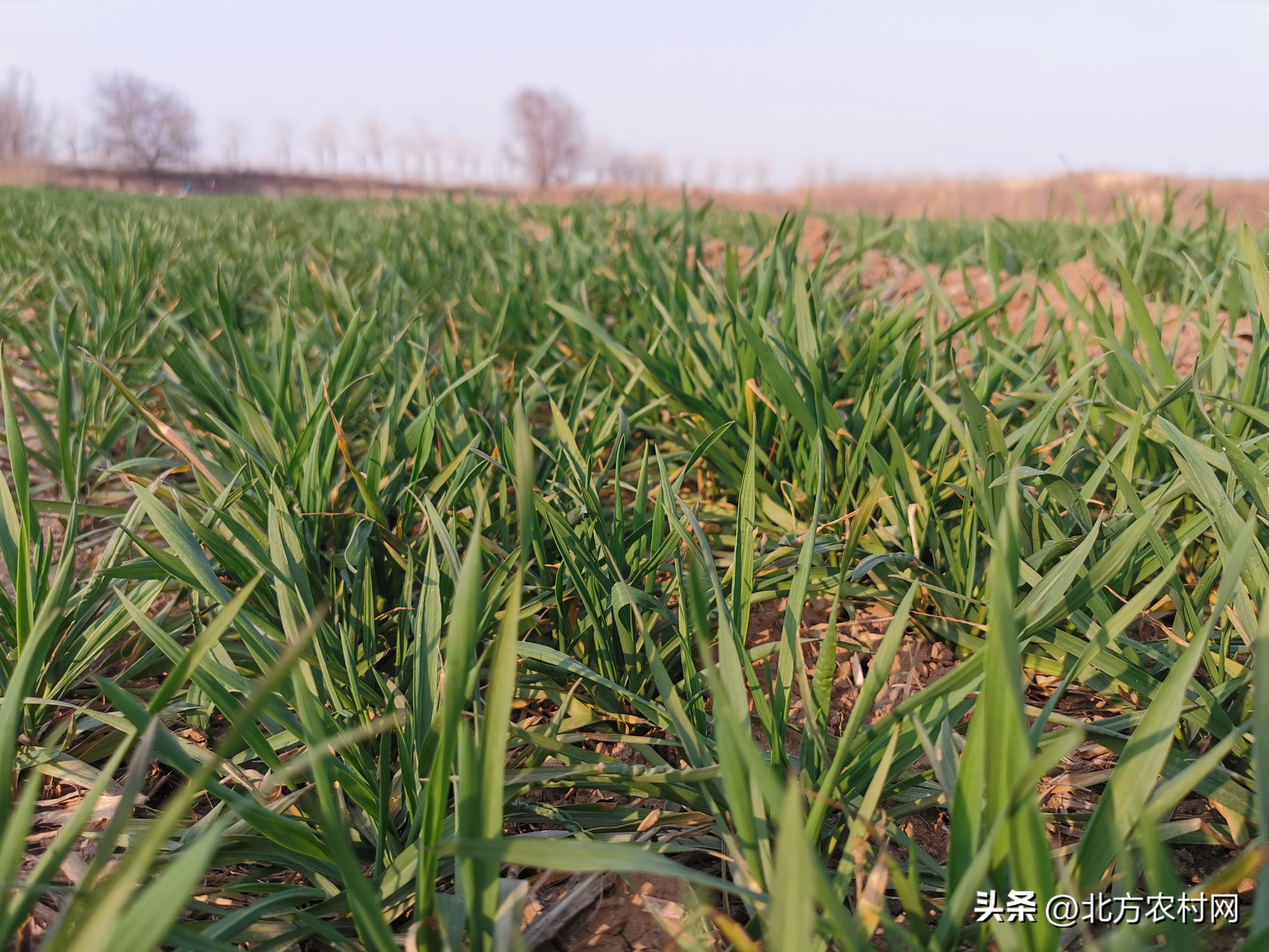 黄淮麦区新品种,黄淮小麦品种前十名