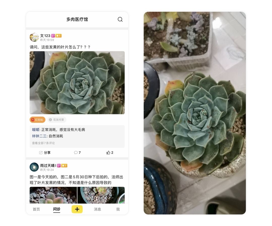 多肉鹿角海棠怎么发软发皱吹雪之松锦如何养护，小贱来解答