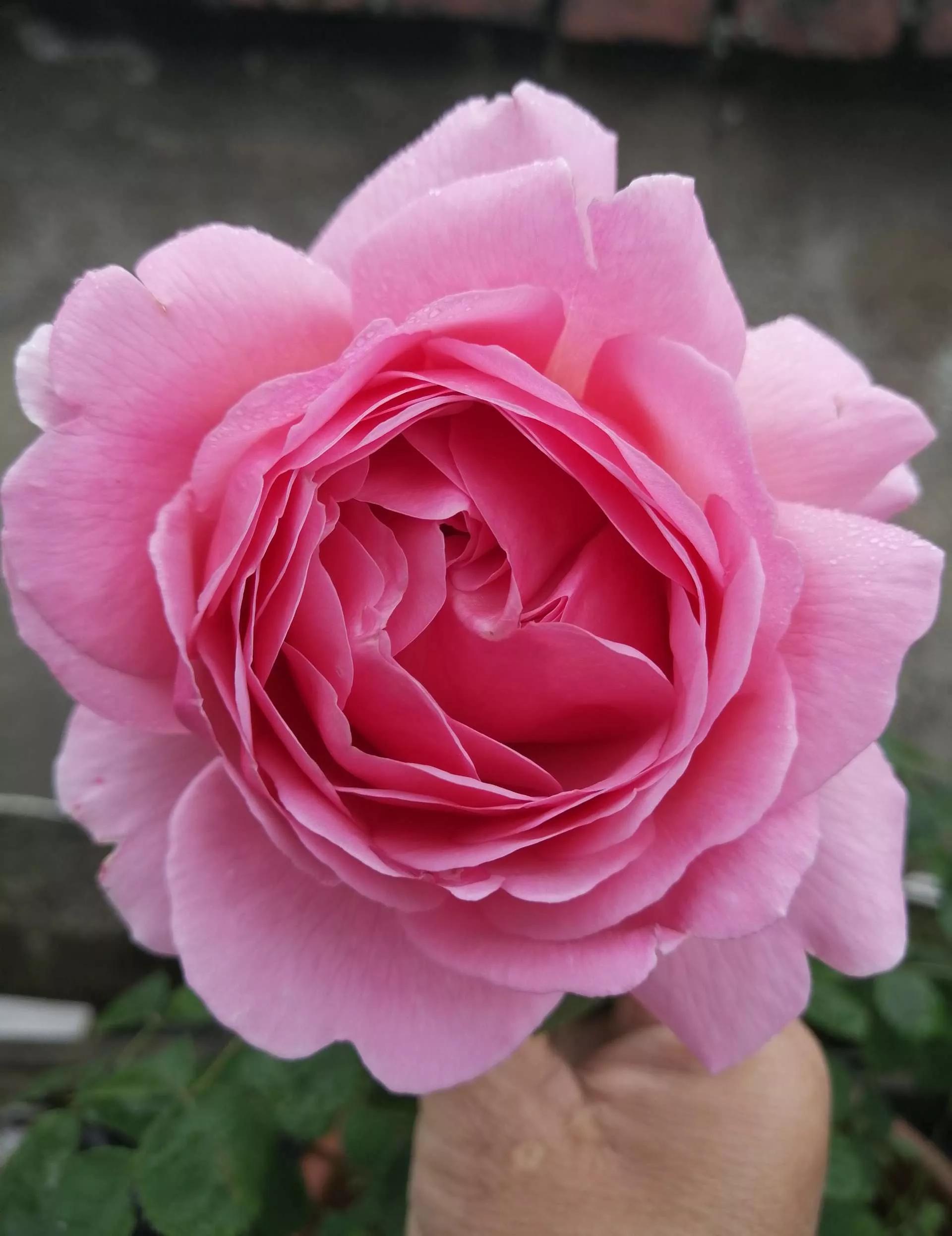 月季品种醉花,月季品种大全及图片欣赏