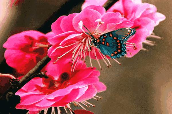 五言律诗咏梅五首,咏梅的最佳诗词七律