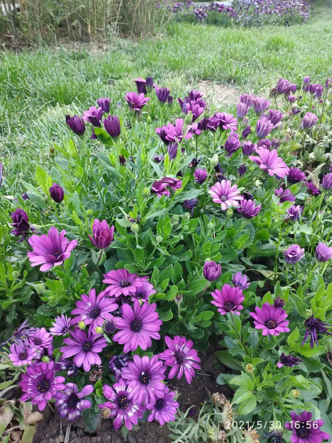 现金分红账务处理,现金分红怎么算收益