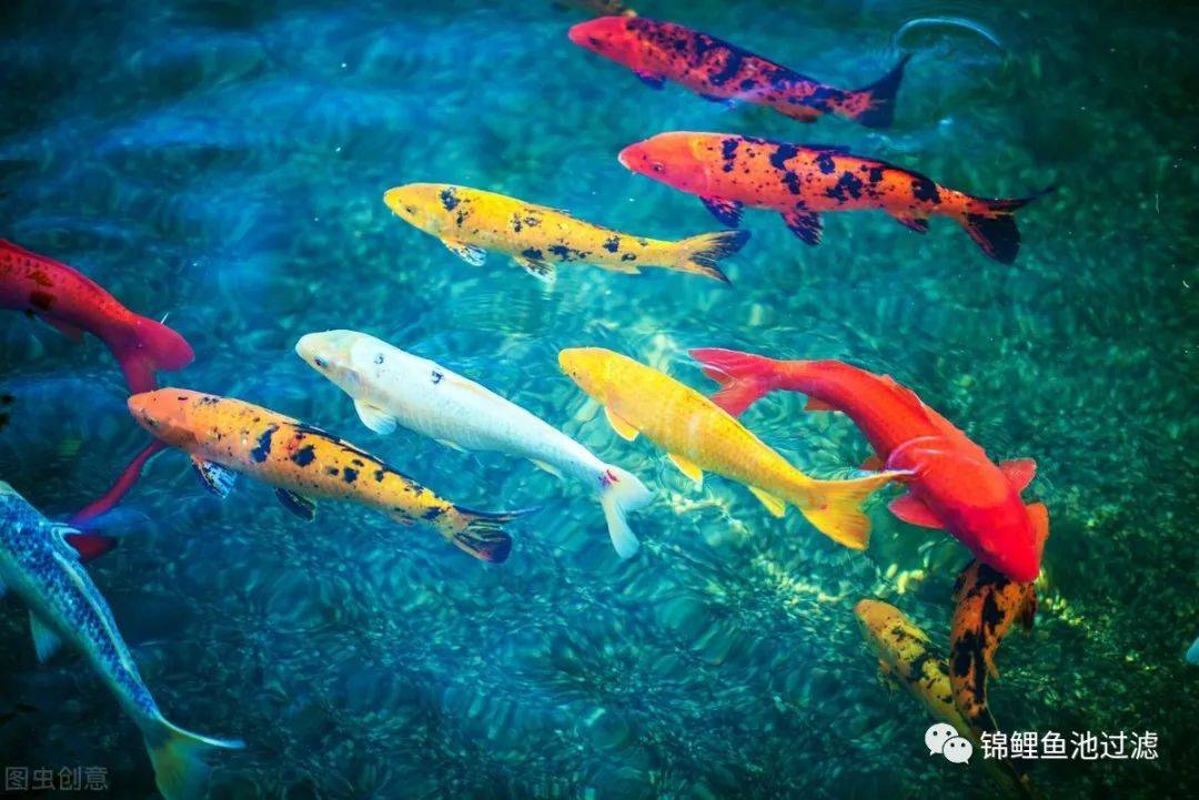 锦鲤尾巴长得慢怎么办视频,国产锦鲤为什么长得慢