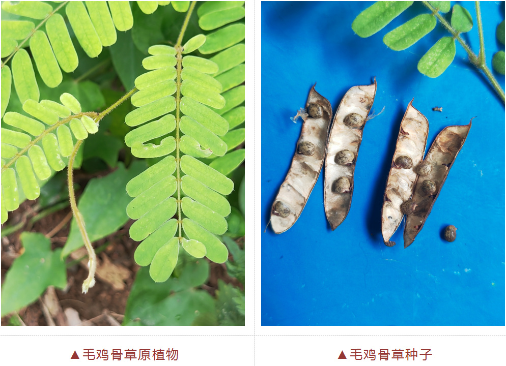 科普丨知否知否：“相思”有毒！孩子呕吐不止，元凶是它