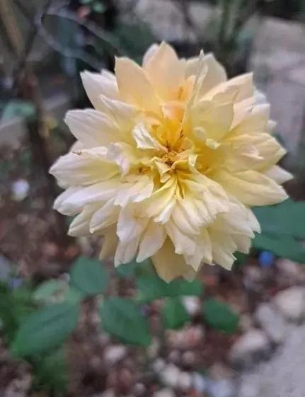 莫林爱尔兰奶油,莫林纽克斯在哪买