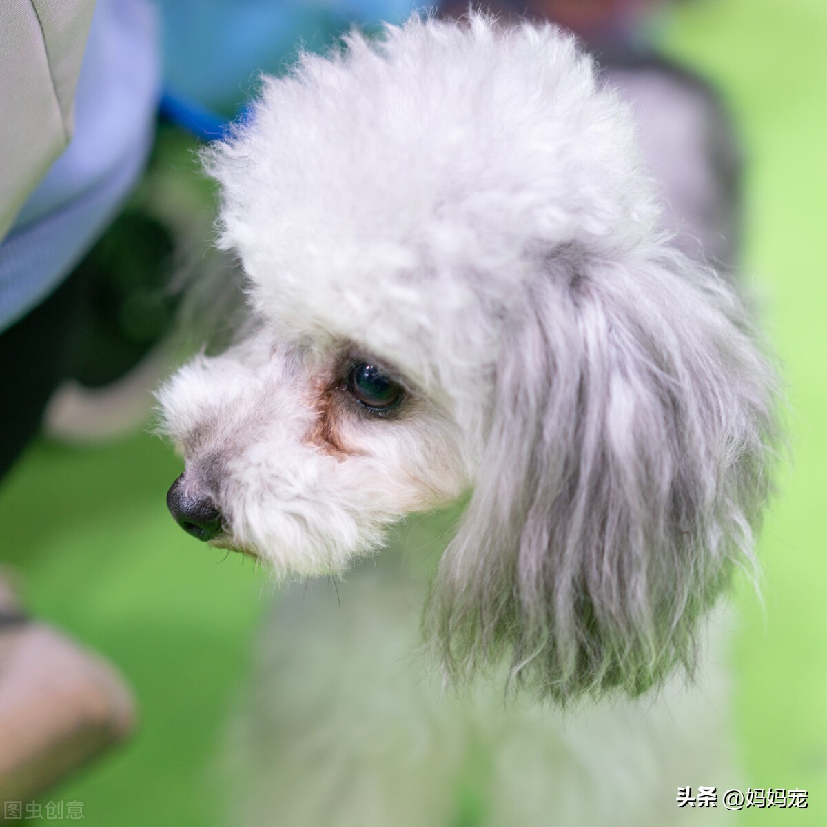 泰迪吃什么狗粮比较实惠又好,泰迪吃什么狗粮比较好