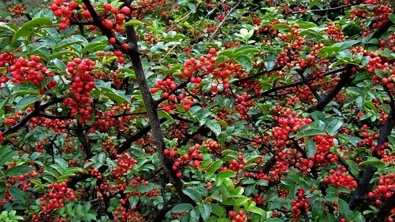 全国哪的花椒最正宗？经过对比，这4个地方名气最大，有你家乡吗