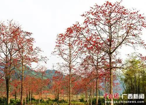 崇左是个怎么样的城市,崇左在哪里属于哪个省哪个市