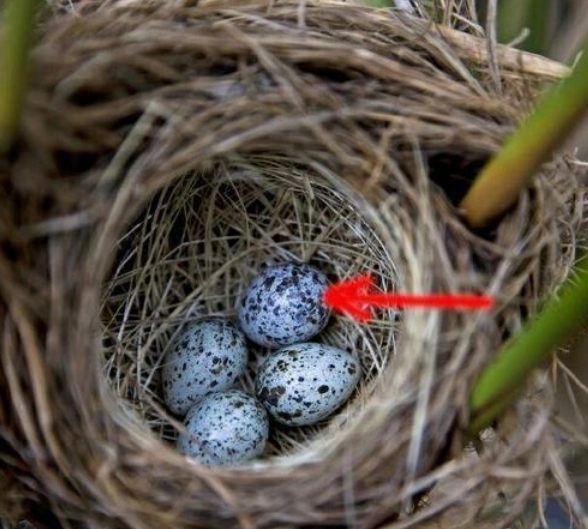 杜鹃鸟鸠占鹊巢是真实的吗,杜鹃鸟鸠占鹊巢同归于尽