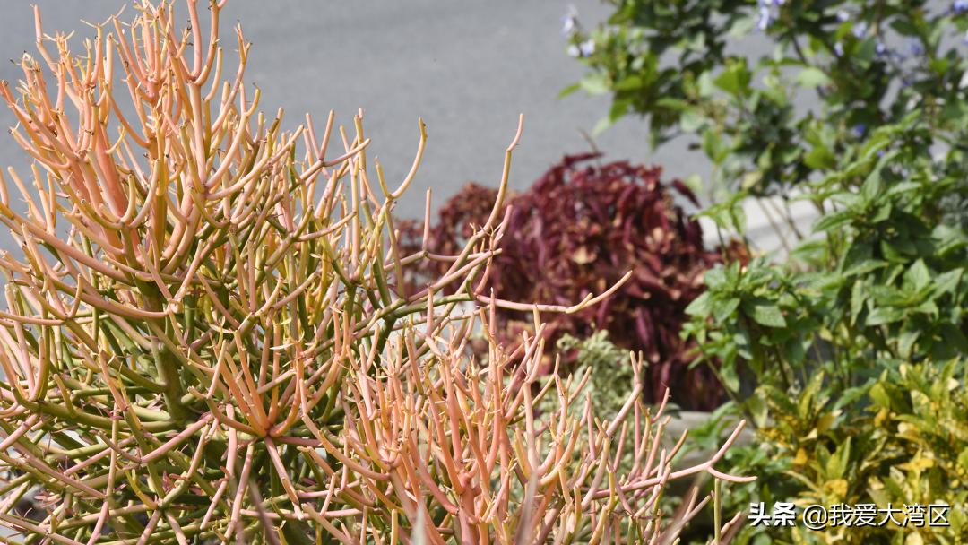 珠海春游赏花,珠海周边踏青景点