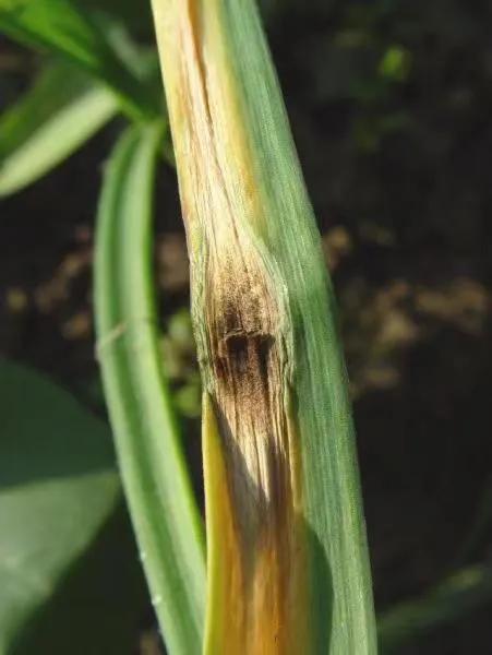 蒜苗叶片发黄，都是这5个问题引起的，用这些方案可轻松防治