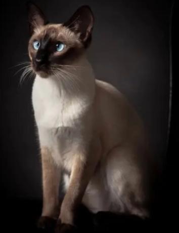 盘点猫咪世界,探索猫咪的奇妙世界