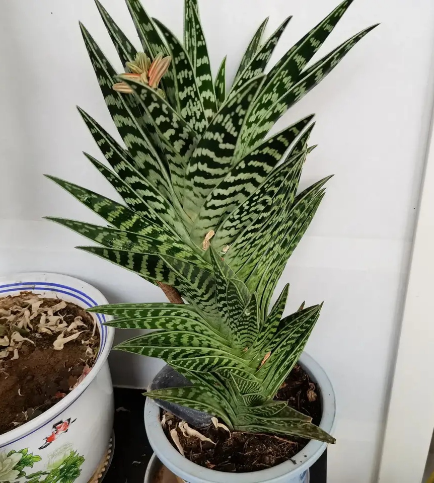 喜欢养花的人更养人,喜欢养花的能不能养猫