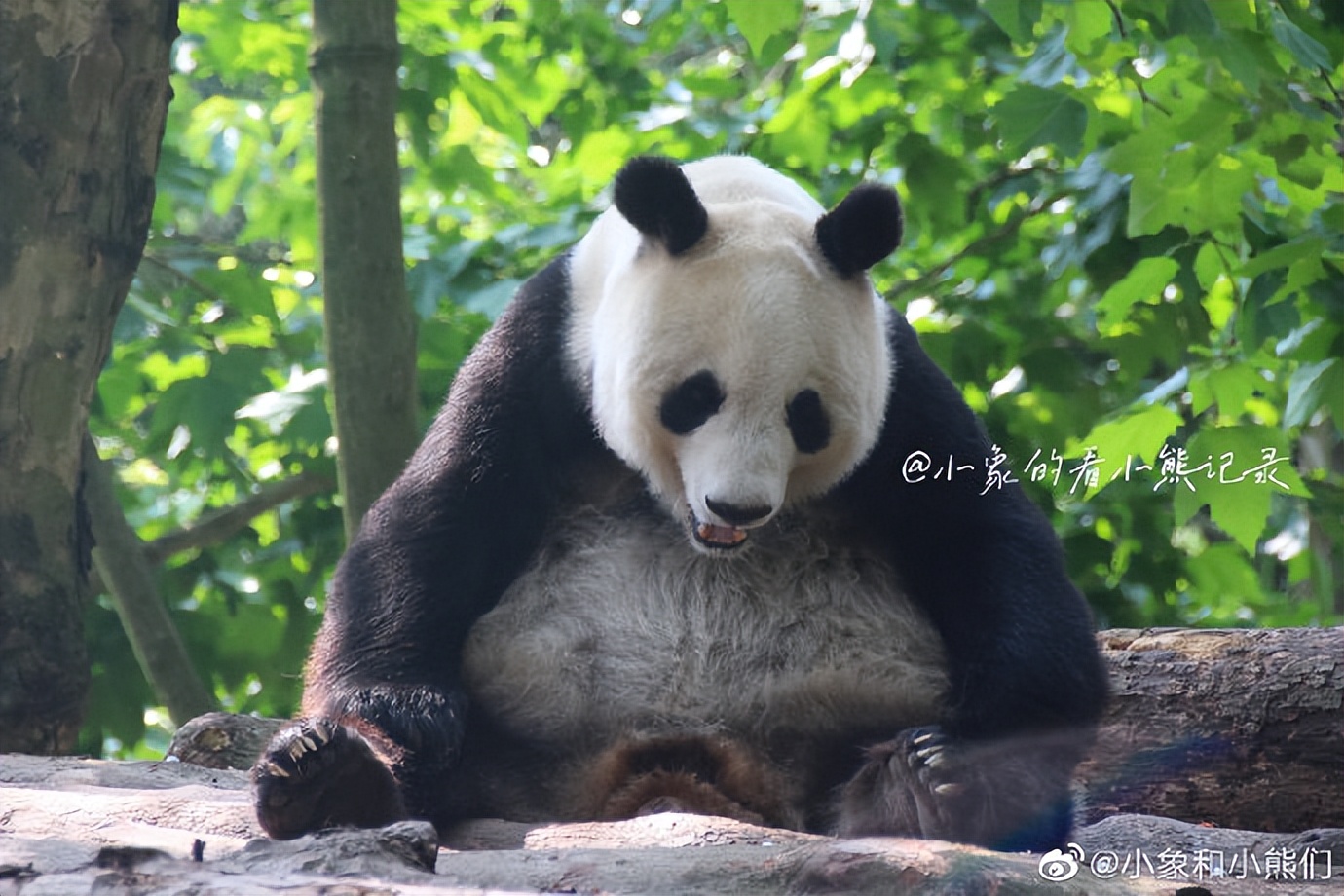 不高的高高和他不白的老婆白云——91年出生的童颜女神大熊猫白云