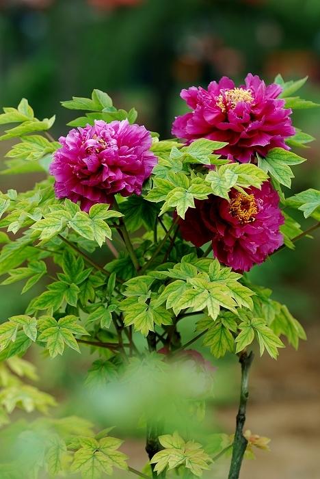 手机拍照拍摄技巧和方法大全,手机拍照要注意什么拍摄技巧