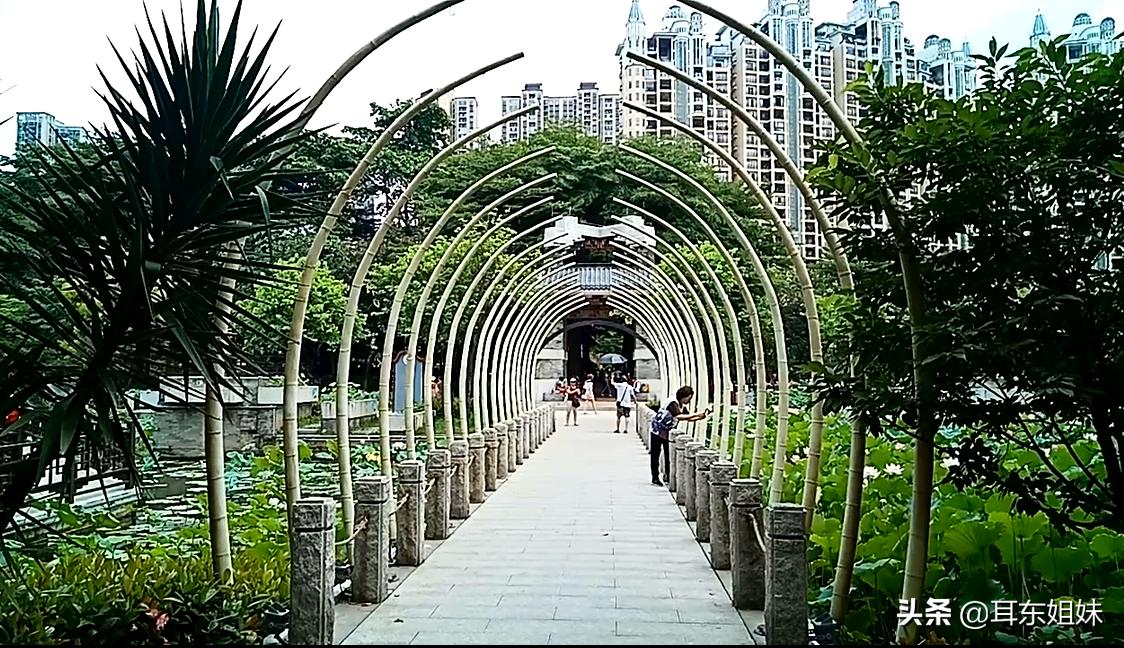 佛山公园里的荷花已悄然绽放,佛山人去旅游