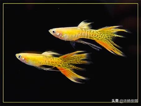 孔雀鱼品种详细介绍大全附图,最能繁殖的孔雀鱼是哪种品种