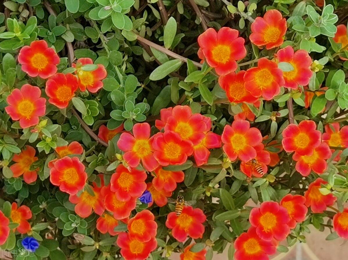 一花一叶最深情，万千*光春**花满园，花开惊艳时光，花香温柔岁月