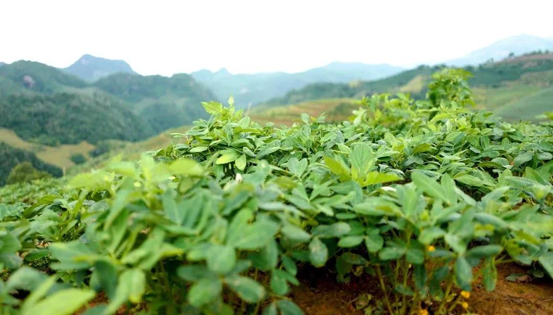 云南昭通土特产纯豌豆粉,云南的土特产有菌子吗