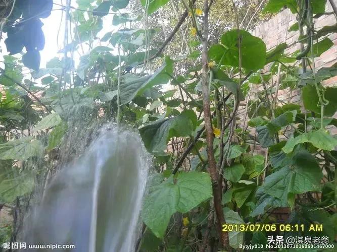 黄瓜早上浇水好还是晚上浇水好,黄瓜用滴灌浇水一次需要多少水
