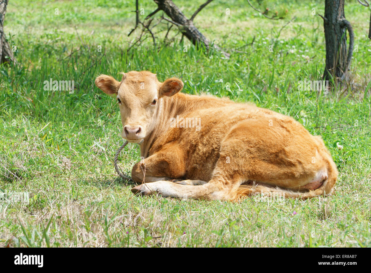 日本和牛好不好吃,日本和牛等级性价比最高