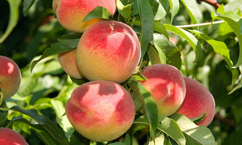 哪种常见水果是我国本土水果,哪种水果是我国本土的水果