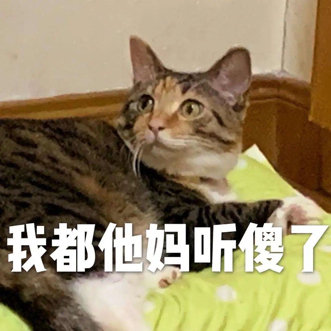 抖M大橘猫酷爱被打屁股，否则就骂骂咧咧：我是你修来的一屁股债