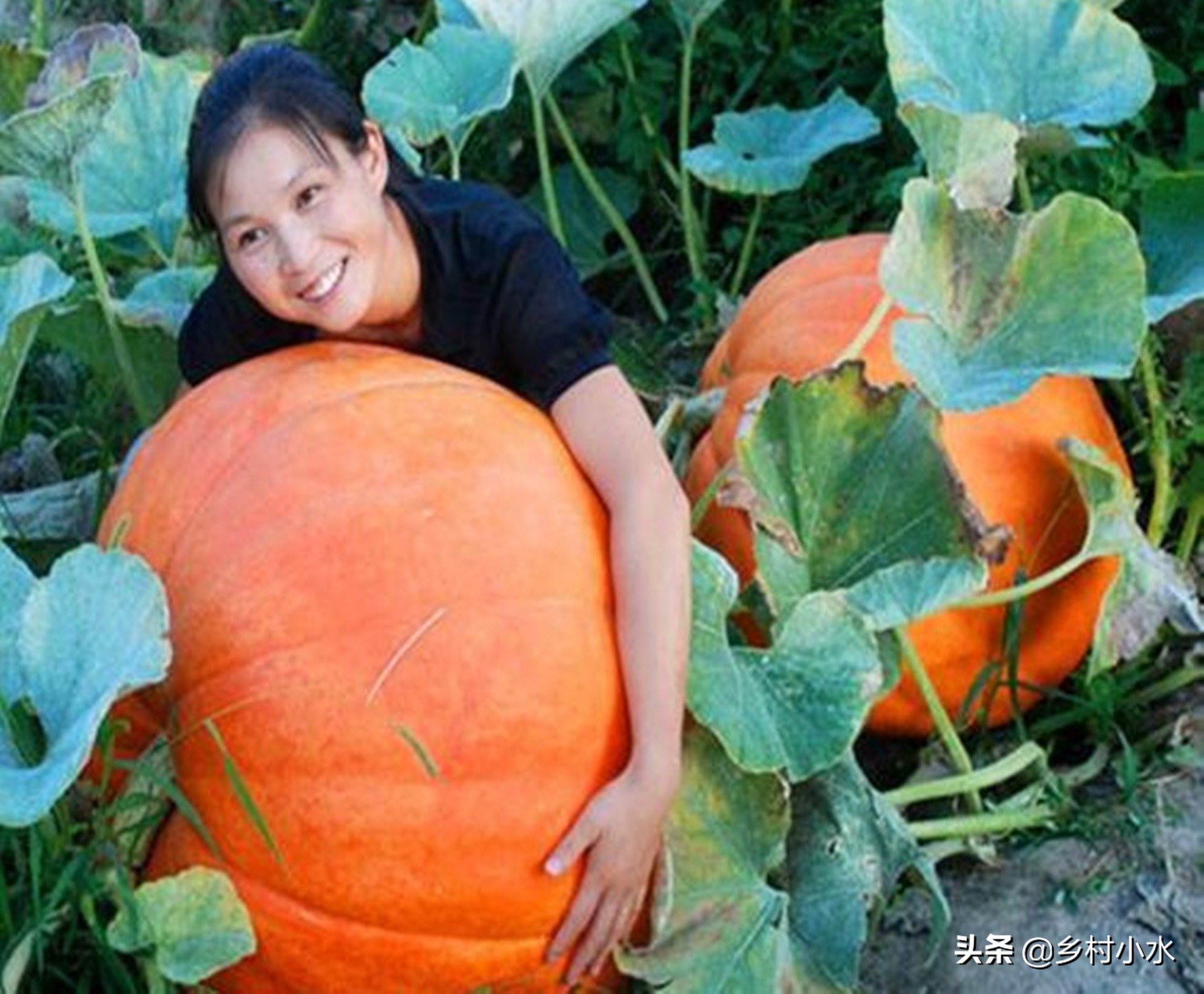 种南瓜怎么一结瓜就会掉,南瓜怎样种结瓜多