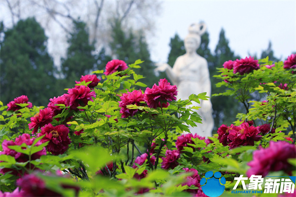 花开时节动京城最美不过洛阳城,四月洛阳美如画千年帝都是花城