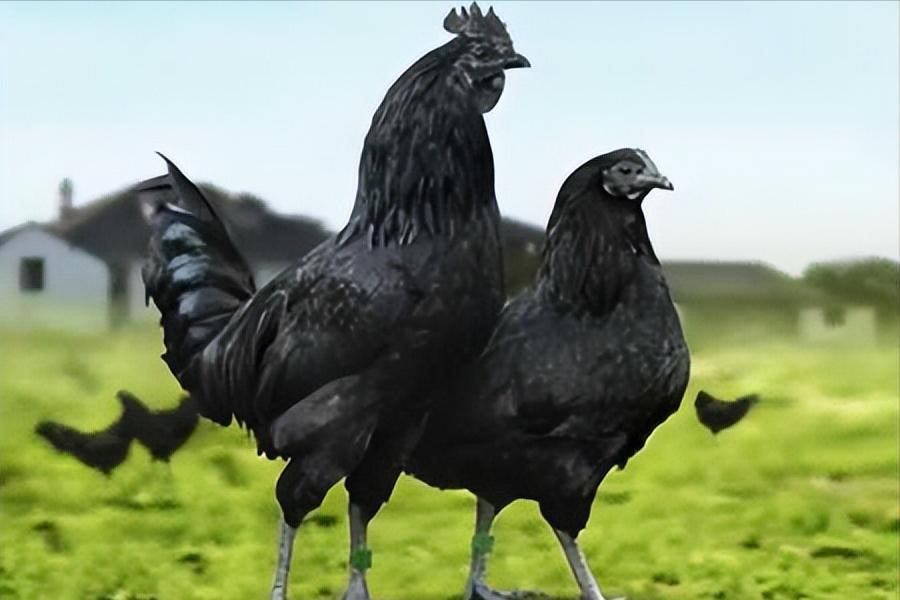 绿壳蛋鸡的养殖方法和注意事项,养100只绿壳蛋鸡一年能有多少利润