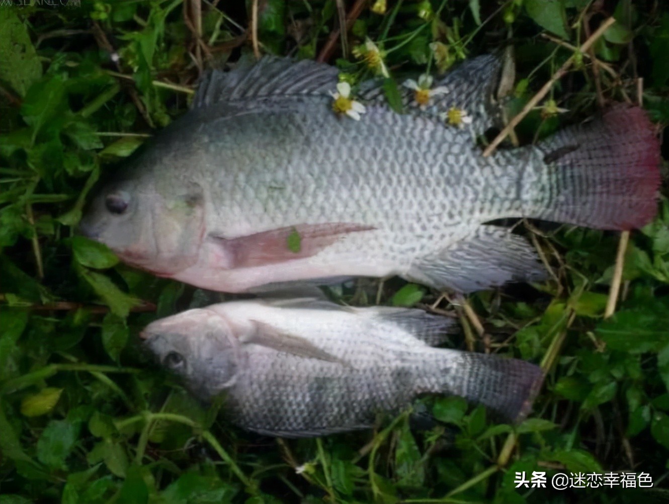 罗非鱼外国人为什么不吃,罗非鱼是中国本土物种吗