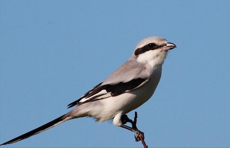 所有鸟图片大全大图,50张最佳鸟类摄影作品