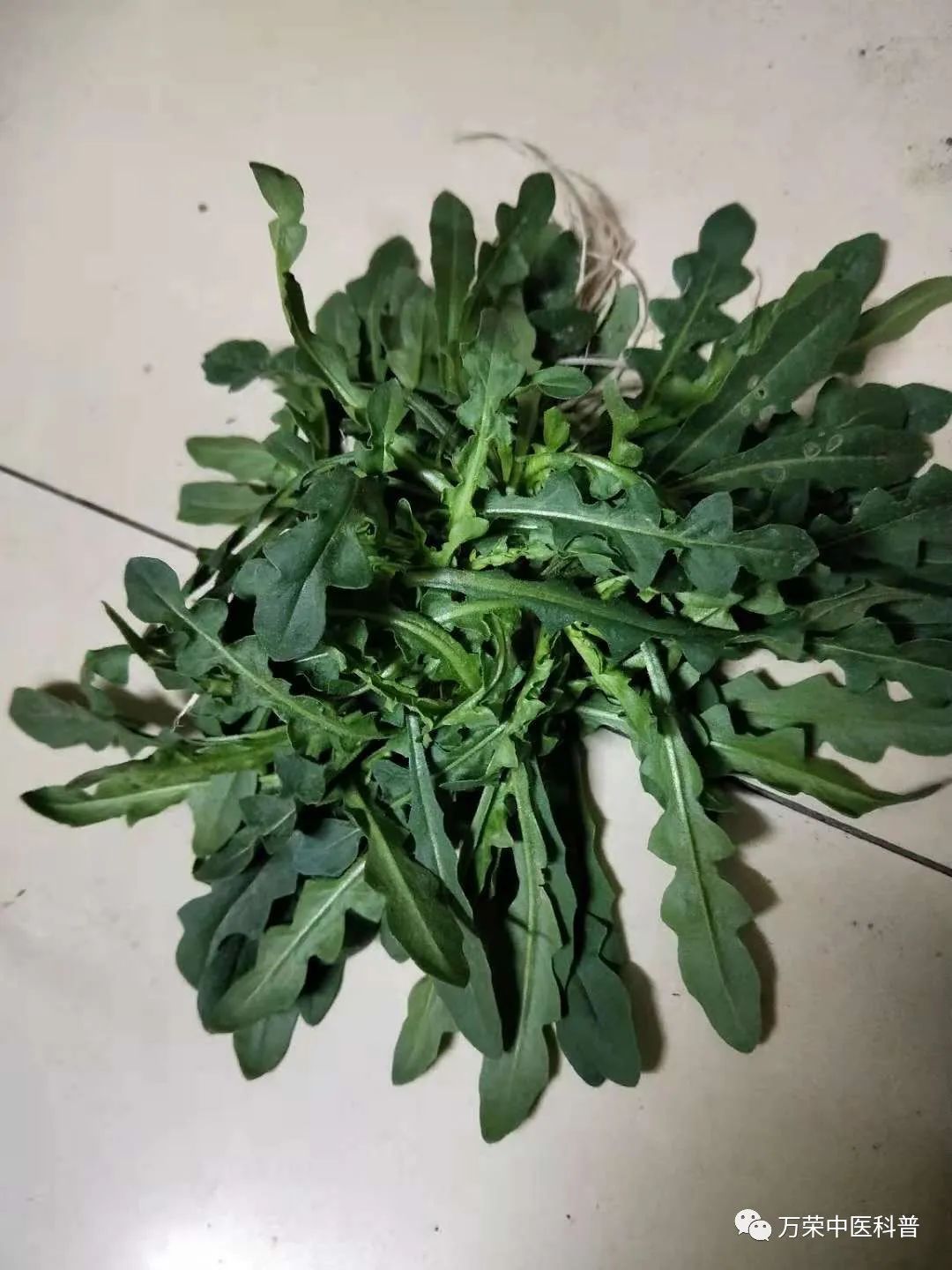 植物幼苗的发展过程详细,植物的幼苗在生长过程中